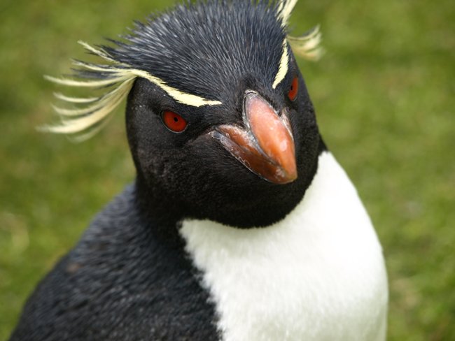 ../../Pictures/241209/019 Rockhopper.JPG